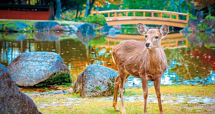 A deer stands near a pond in a serene park with a Japanese bridge.