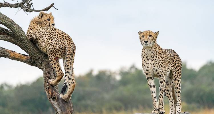 Twee cheeta's, een liggend op een boom en de ander staand op een rots