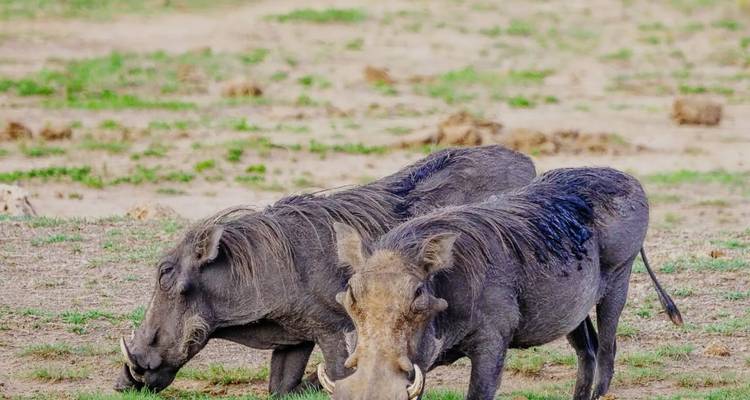 Twee wrattenzwijnen die grazen in de savanne