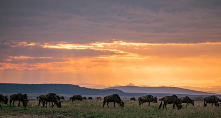Grazende gnoes bij zonsondergang