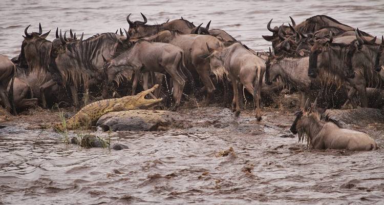 Gnoes steken een rivier over in een wildpark