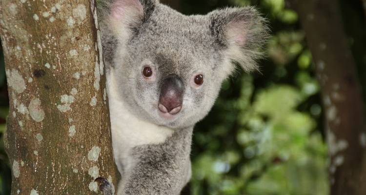 Australia - 9 Días Lo más destacado de Cairns, Sydney y Uluru Ayers Rock - Bucket List Group Travel LLC 1
