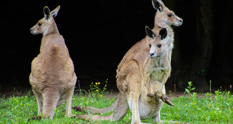 AUSTRALIA – 12 Days Melbourne Uluru Cairns Sydney - Bucket List Group Travel LLC 3
