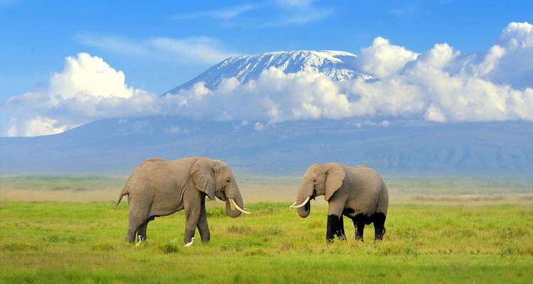 Manyara, Serengeti, Ngorongoro & Tarangire Safari - Professional Safari Africa 1