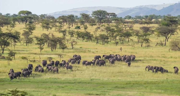Manyara, Serengeti, Ngorongoro & Tarangire Safari - Professional Safari Africa 2