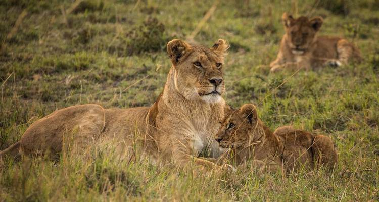 Manyara, Serengeti, Ngorongoro & Tarangire Safari - Professional Safari Africa 3
