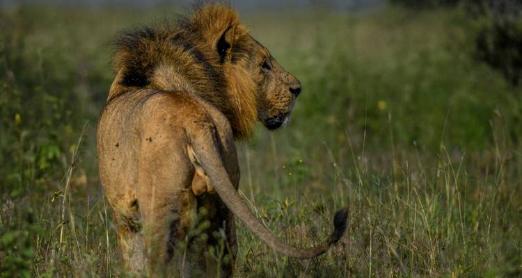 Manyara, Serengeti, Ngorongoro & Tarangire Safari - Professional Safari Africa 8