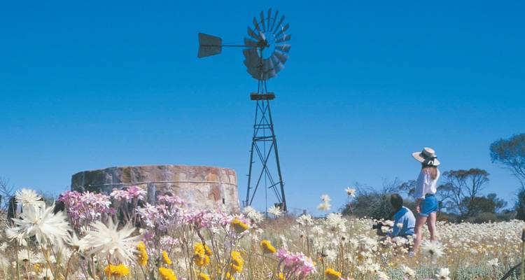 Visite de Perth à Monkey Mia (fleurs sauvages) - WA NT TOURS 1