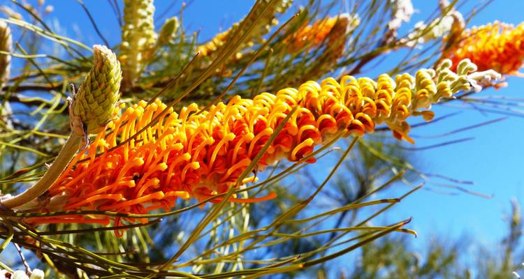 Visite de Perth à Monkey Mia (fleurs sauvages) - WA NT TOURS 2