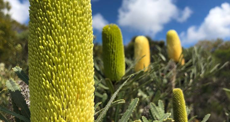 Visite de Perth à Monkey Mia (fleurs sauvages) - WA NT TOURS 6