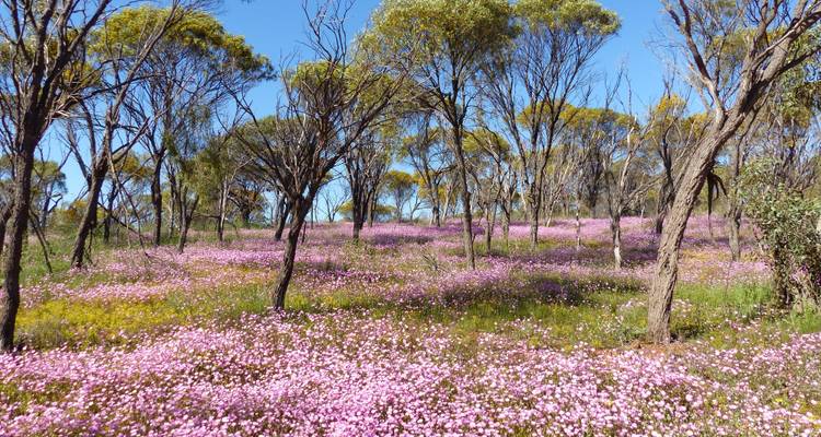 Visite de Perth à Monkey Mia (fleurs sauvages) - WA NT TOURS 3