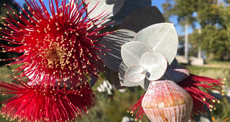 Visite de Perth à Monkey Mia (fleurs sauvages) - WA NT TOURS 8