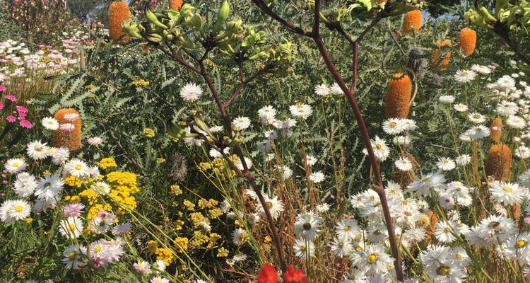 Visite de Perth à Monkey Mia (fleurs sauvages) - WA NT TOURS 9
