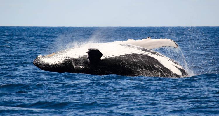 Excursion avec masque et tuba pour les baleines à bosse sur le récif de Ningaloo - WA NT TOURS 2