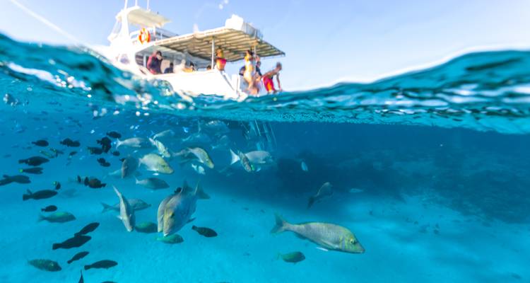 Excursion avec masque et tuba pour les baleines à bosse sur le récif de Ningaloo - WA NT TOURS 6
