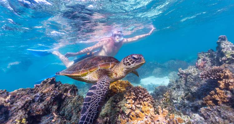 Excursion avec masque et tuba pour les baleines à bosse sur le récif de Ningaloo - WA NT TOURS 8