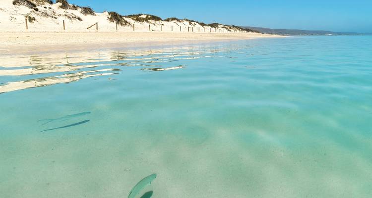 Excursion avec masque et tuba pour les baleines à bosse sur le récif de Ningaloo - WA NT TOURS 9