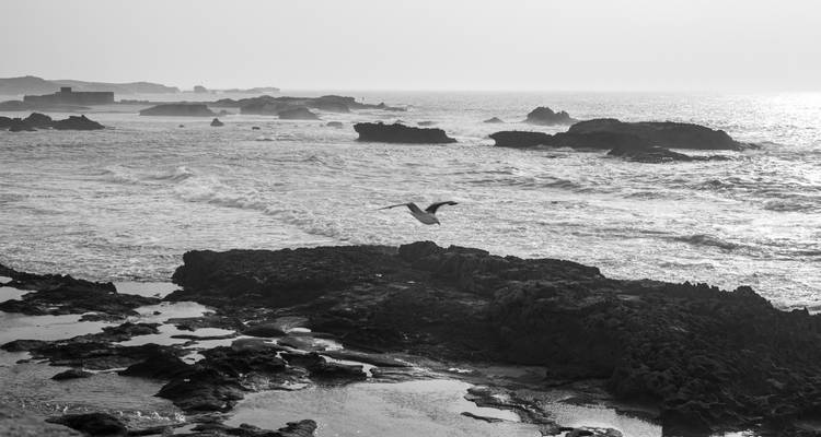 Zwart-wit beeld van een meeuw die over een rotsachtige kust vliegt.