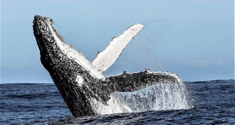 Garden Route & Cape Explorer: 10 Days of Beauty & Adventure - T.S TOURS 4