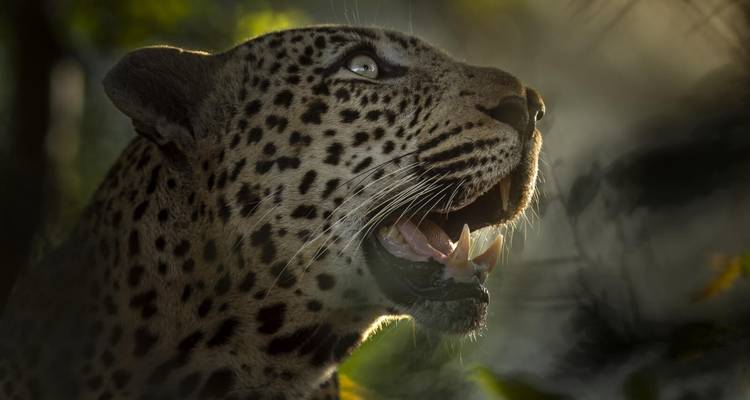 Garden Route & Cape Explorer: 10 Days of Beauty & Adventure - T.S TOURS 9