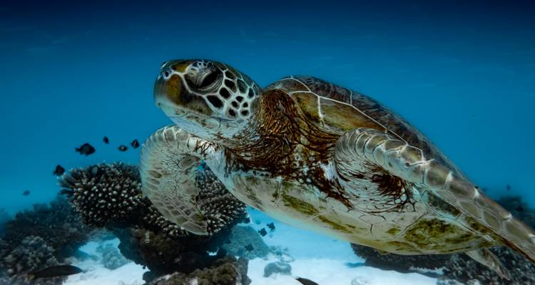 Circuito de Snorkel con Tiburón Ballena en el Arrecife Ningaloo - WA NT TOURS 6