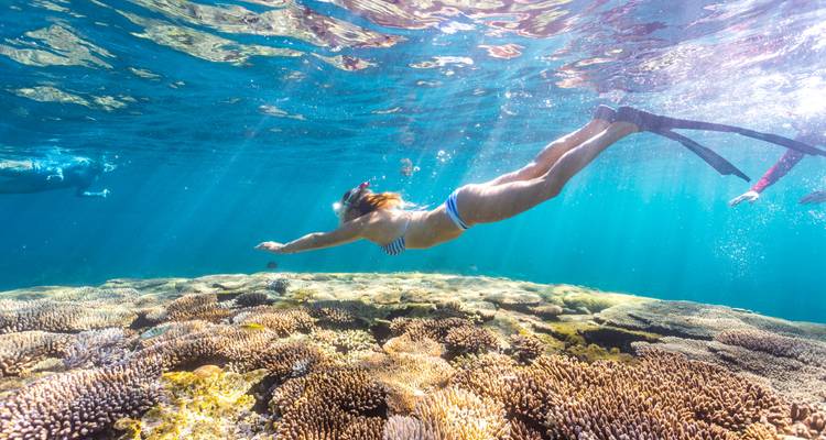 Circuito de Snorkel con Tiburón Ballena en el Arrecife Ningaloo - WA NT TOURS 1
