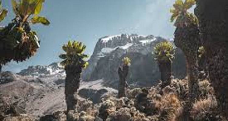Circuito de un día: Aventuras de 1 Día en la Ruta del Kilimanjaro Lemosho. - Kilingeadventures 2