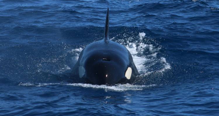 Visite de la baie de Bremer avec l'orque - WA NT TOURS 1
