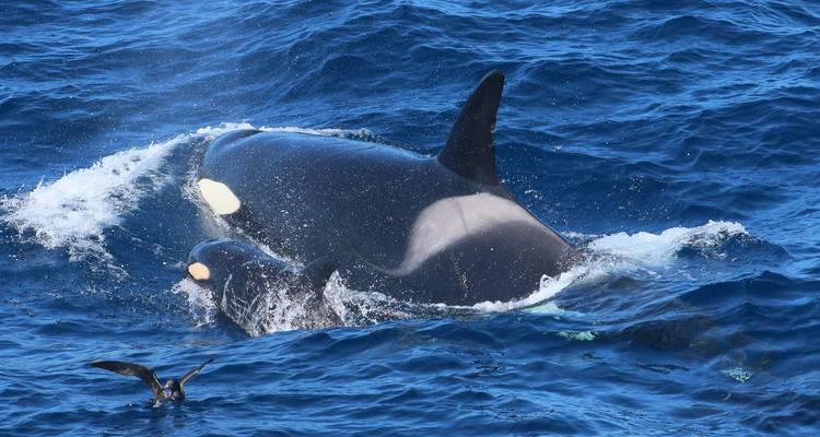 Visite de la baie de Bremer avec l'orque - WA NT TOURS 3