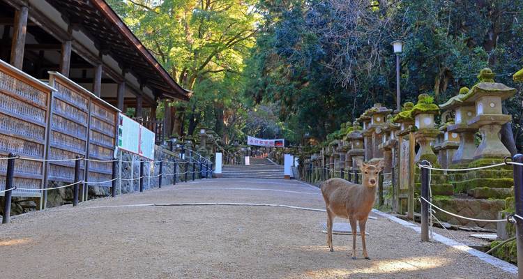 Lo Mejor de Corea del Sur y Japón en 14 Días - Tourist Journey 4