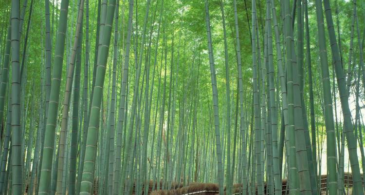 15 days Experience Japan: Island of myths and modernity - Oasis Travel 6