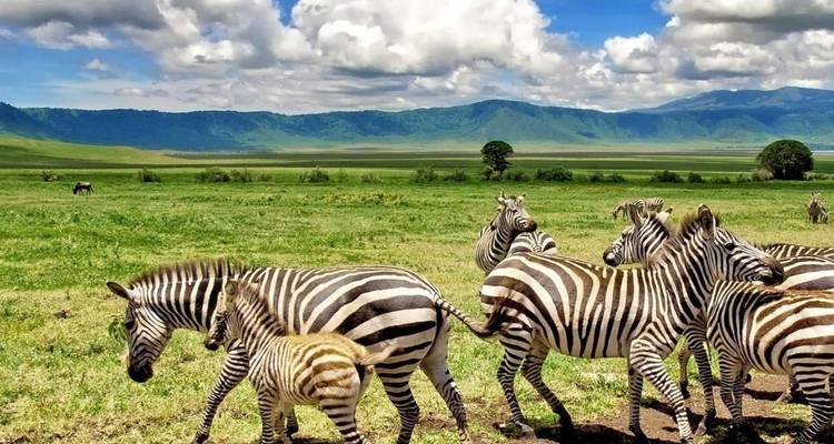 Plages du nord de la Tanzanie et de Zanzibar - Professional Safari Africa 10
