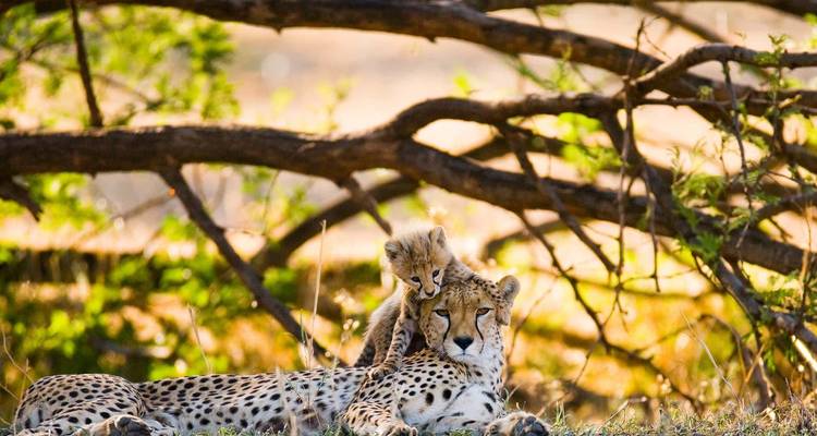 Increíbles Vacaciones en la Playa con Combinación de Safari - Professional Safari Africa 9