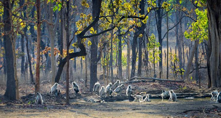 Grand tour du safari des tigres : Explorer Tadoba, Pench, Kanha et Bandhavgarh - MTA Destination Management Company 1