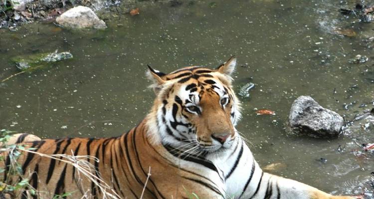 Grand tour du safari des tigres : Explorer Tadoba, Pench, Kanha et Bandhavgarh - MTA Destination Management Company 4