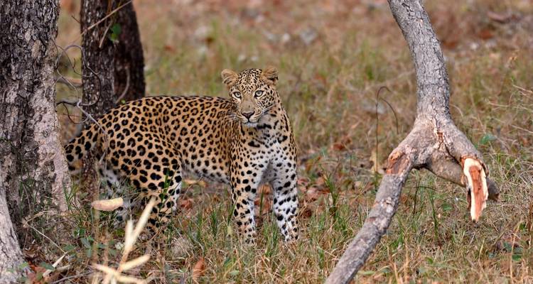 Grand tour du safari des tigres : Explorer Tadoba, Pench, Kanha et Bandhavgarh - MTA Destination Management Company 7