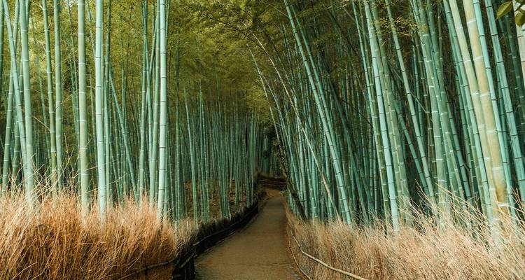 Pathway through a dense bamboo forest.