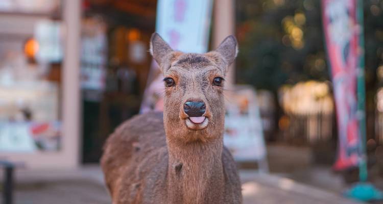 A deer with colorful banners in the background.