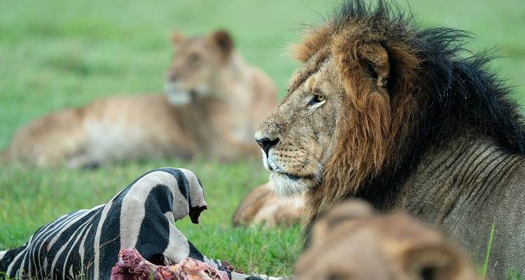 Safari & Beach Escape, The Ultimate Kenya & Tanzania Adventure - Professional Safari Africa 4