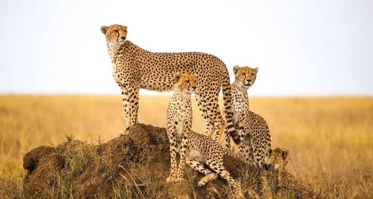 Three cheetahs standing on a mound in the savannah.