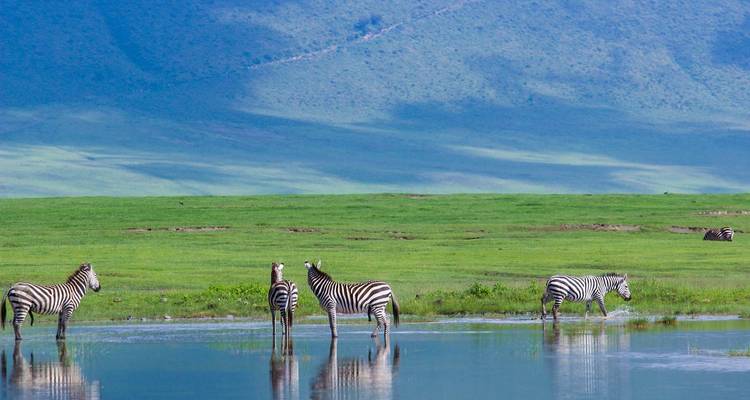 Zebras standing beside a water body with mountains in the background.