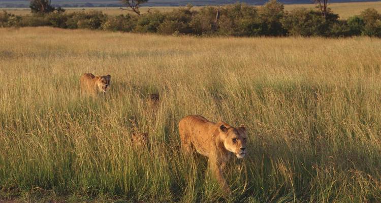 Lions walking through tall grass in the savannah.