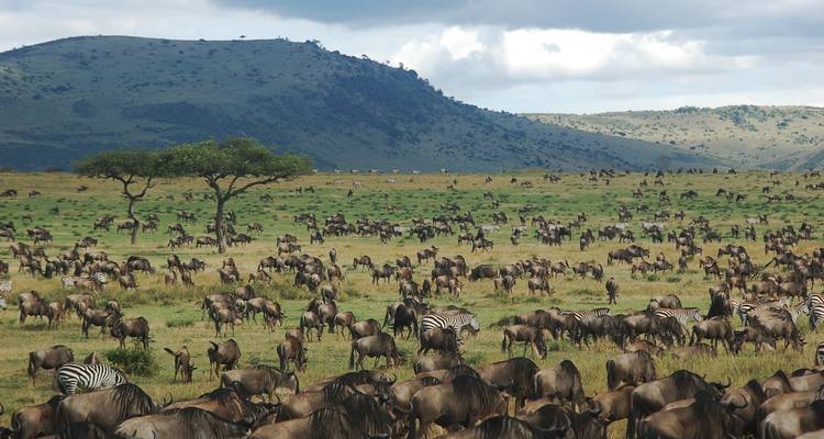 Dense herds of animals in a lush valley.