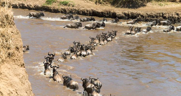 Wildebeests crossing a river in the savannah.