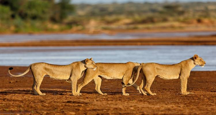 Kenya Wilderness & Zanzibar Paradise - Professional Safari Africa 3