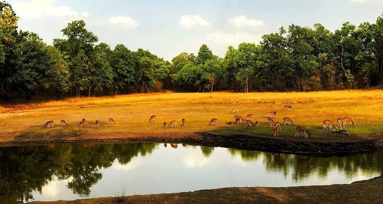 Herd of deer grazing near a pond in a forest clearing.