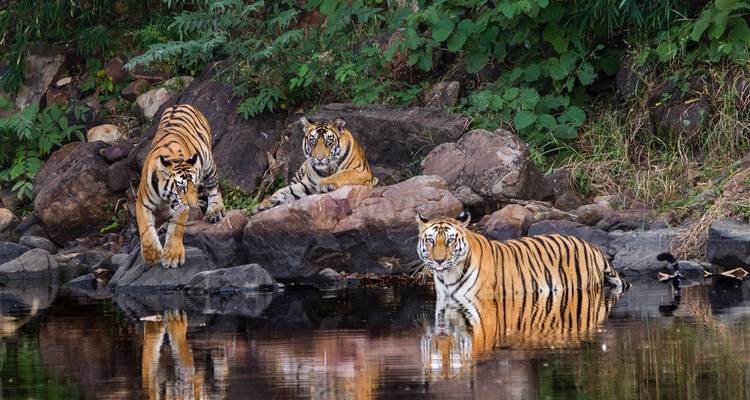 Three tigers lounging and bathing on rocks by a body of water.