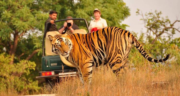 Tiger walking in the wild with tourists photographing from a jeep.