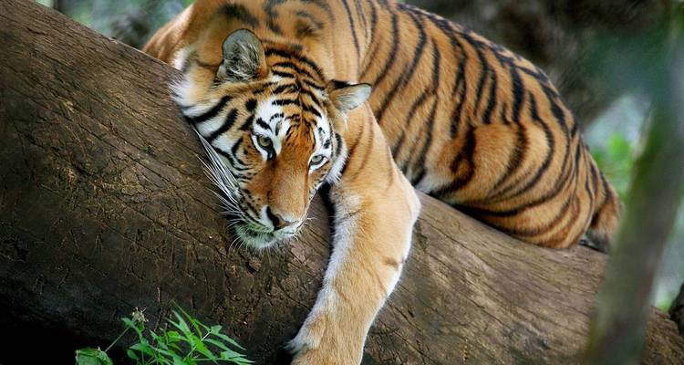 Tiger resting on a tree trunk in a forest setting.