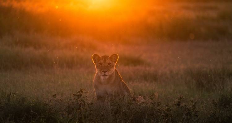 Aventura de luna de miel en Kenia y Zanzíbar - Professional Safari Africa 9